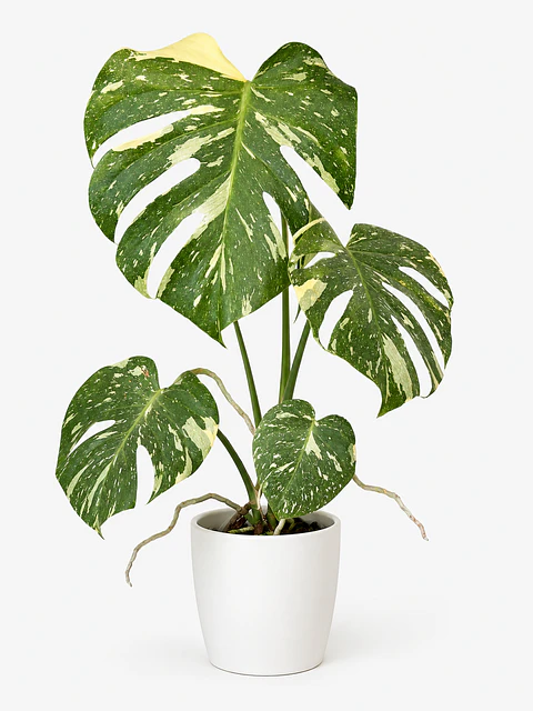 Monstera Thai Constellation