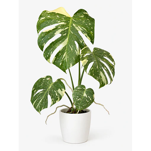 Monstera Thai Constellation