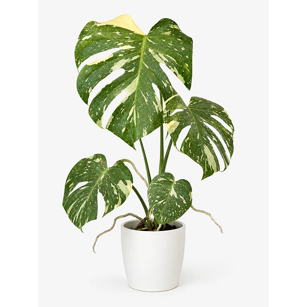 Monstera Thai Constellation