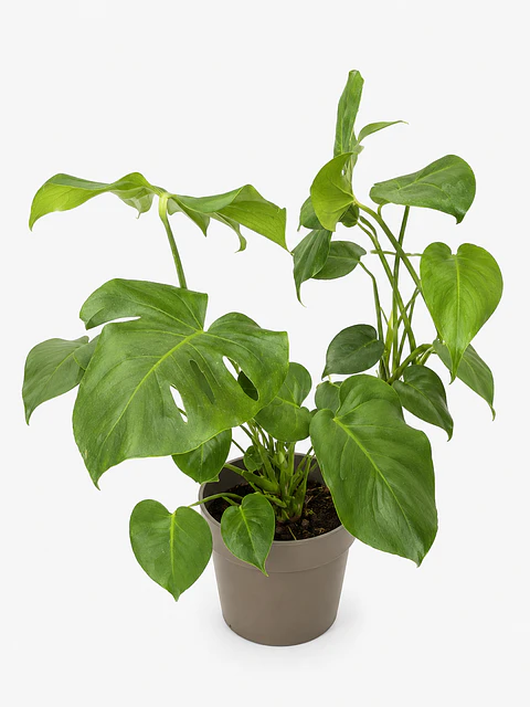 Monstera Deliciosa
