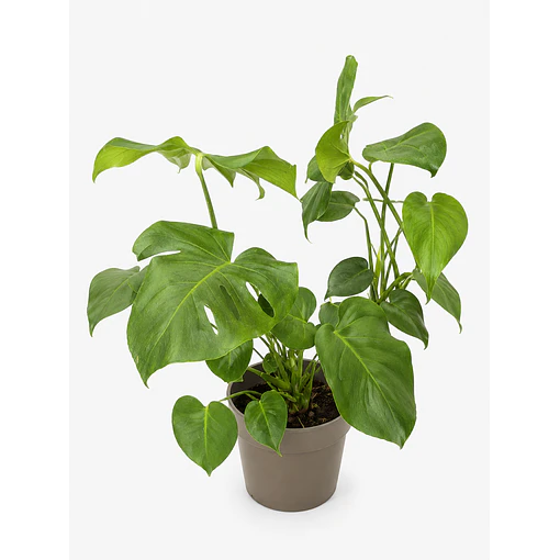 Monstera Deliciosa