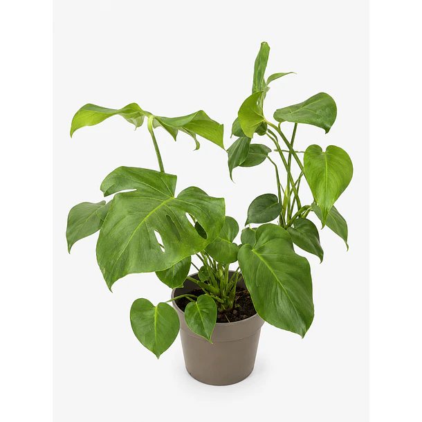 Monstera Deliciosa