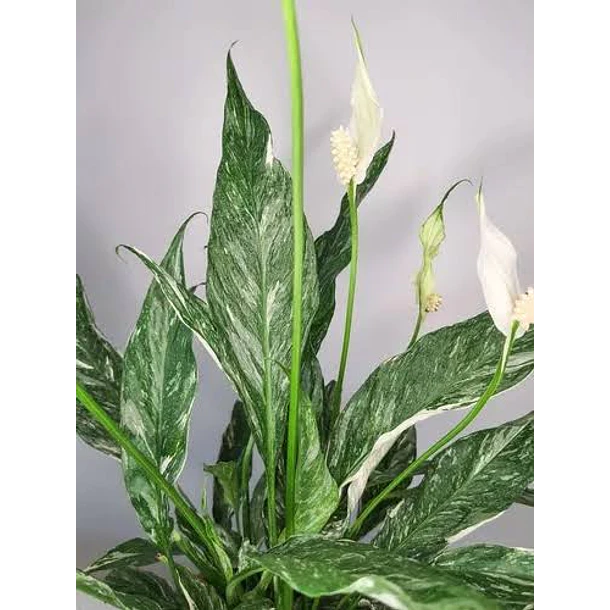 Lírio da Paz Variegata 2