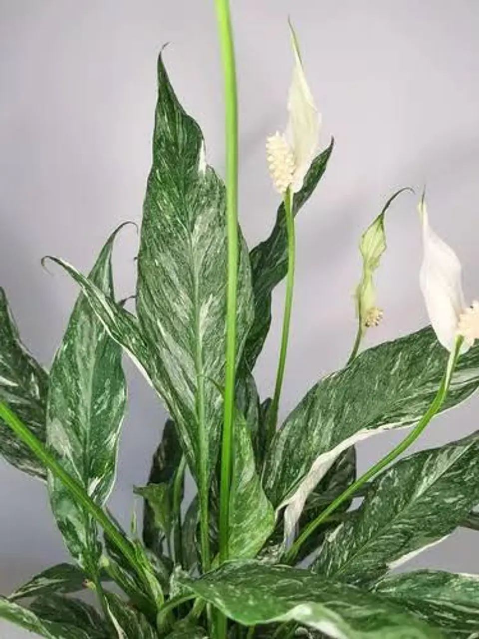 Lírio da Paz Variegata 2