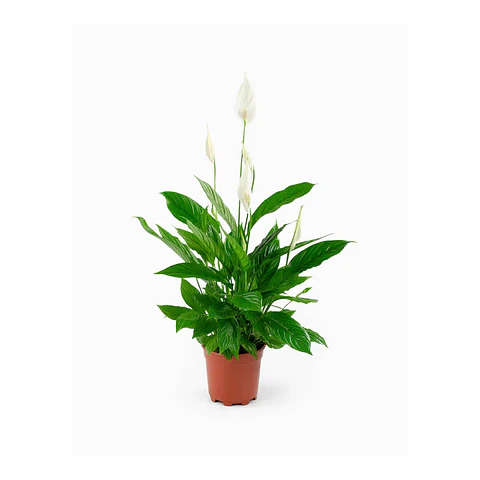 Lírio-da-Paz (Spathiphyllum)