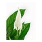 Lírio-da-Paz (Spathiphyllum) - Thumbnail 2