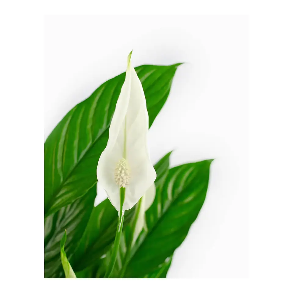 Lírio-da-Paz (Spathiphyllum) 2