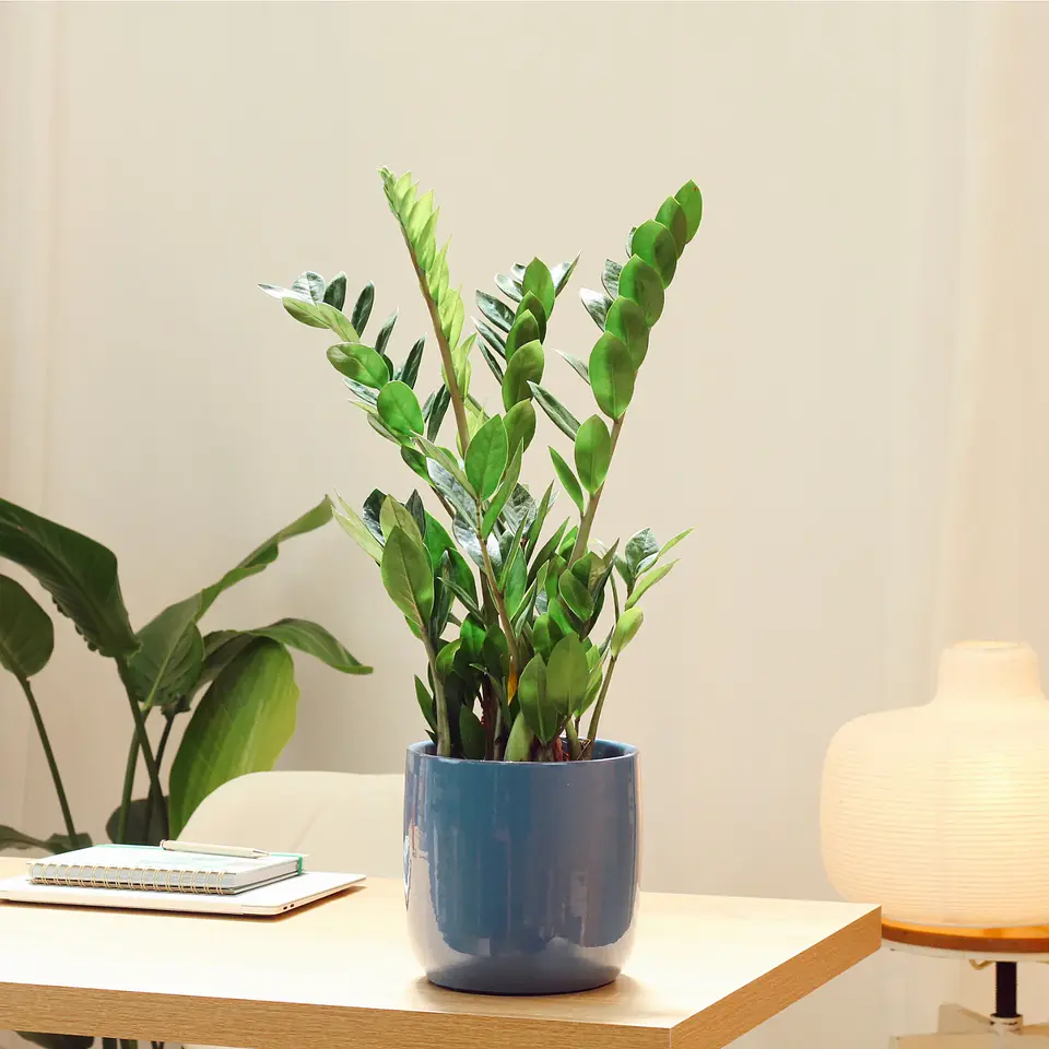 Zamioculca | Planta da Sorte 2