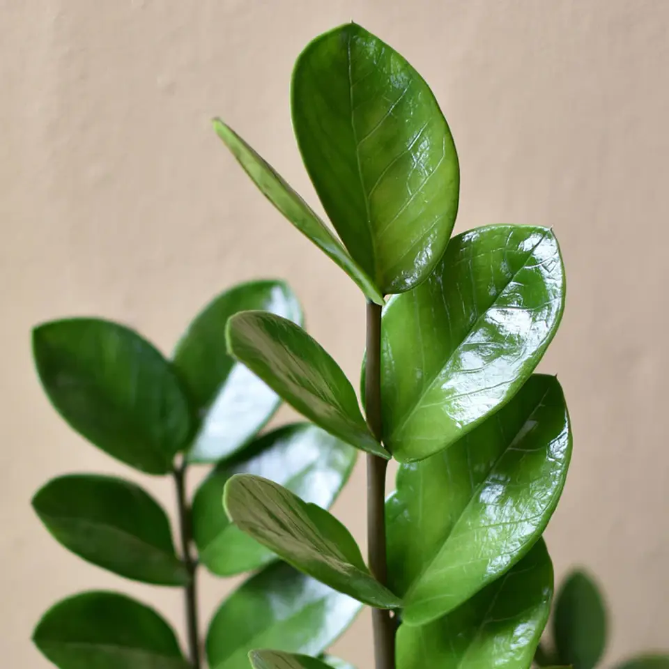 Zamioculca | Planta da Sorte 3