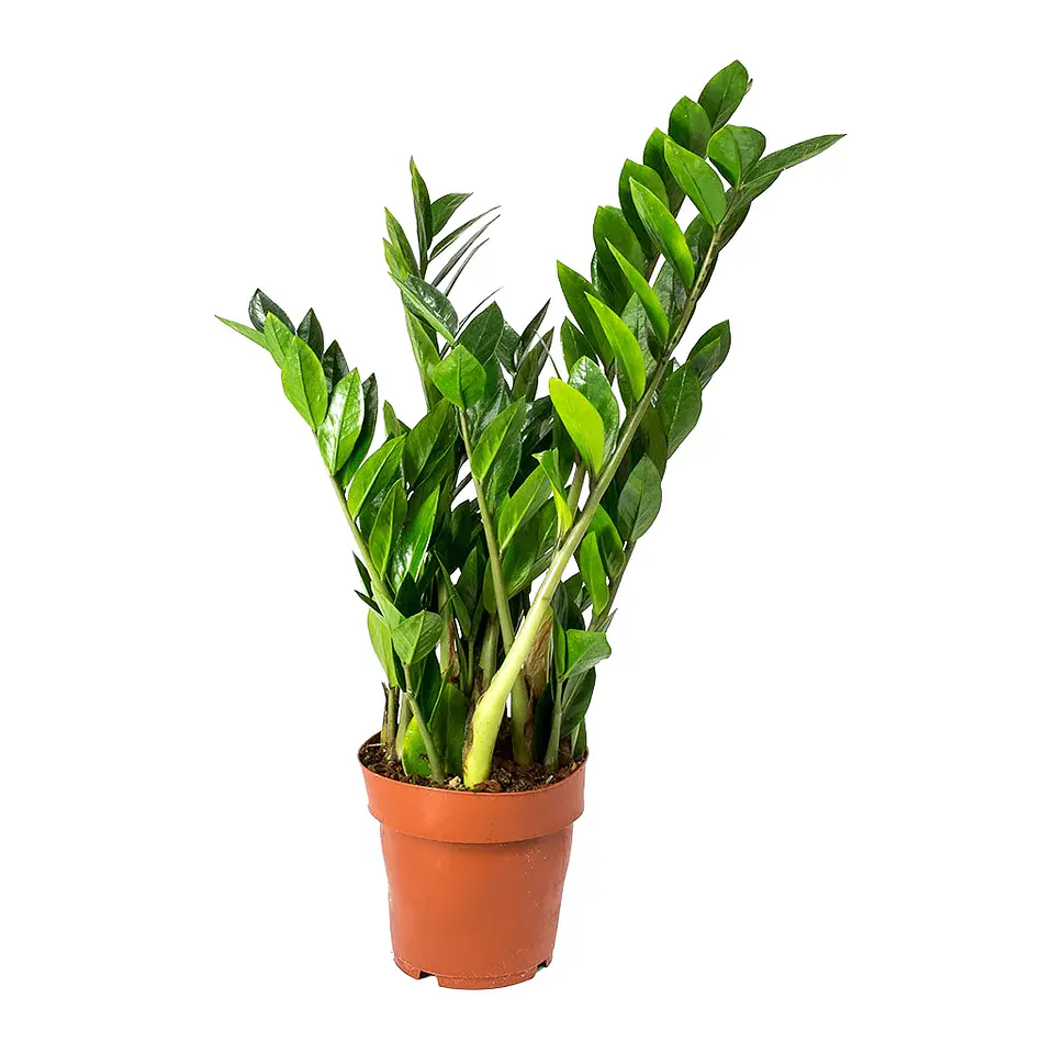 Zamioculca | Planta da Sorte 1