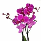 Orquídea Phalaenopsis Fúcsia — 2 Hastes - Thumbnail 2