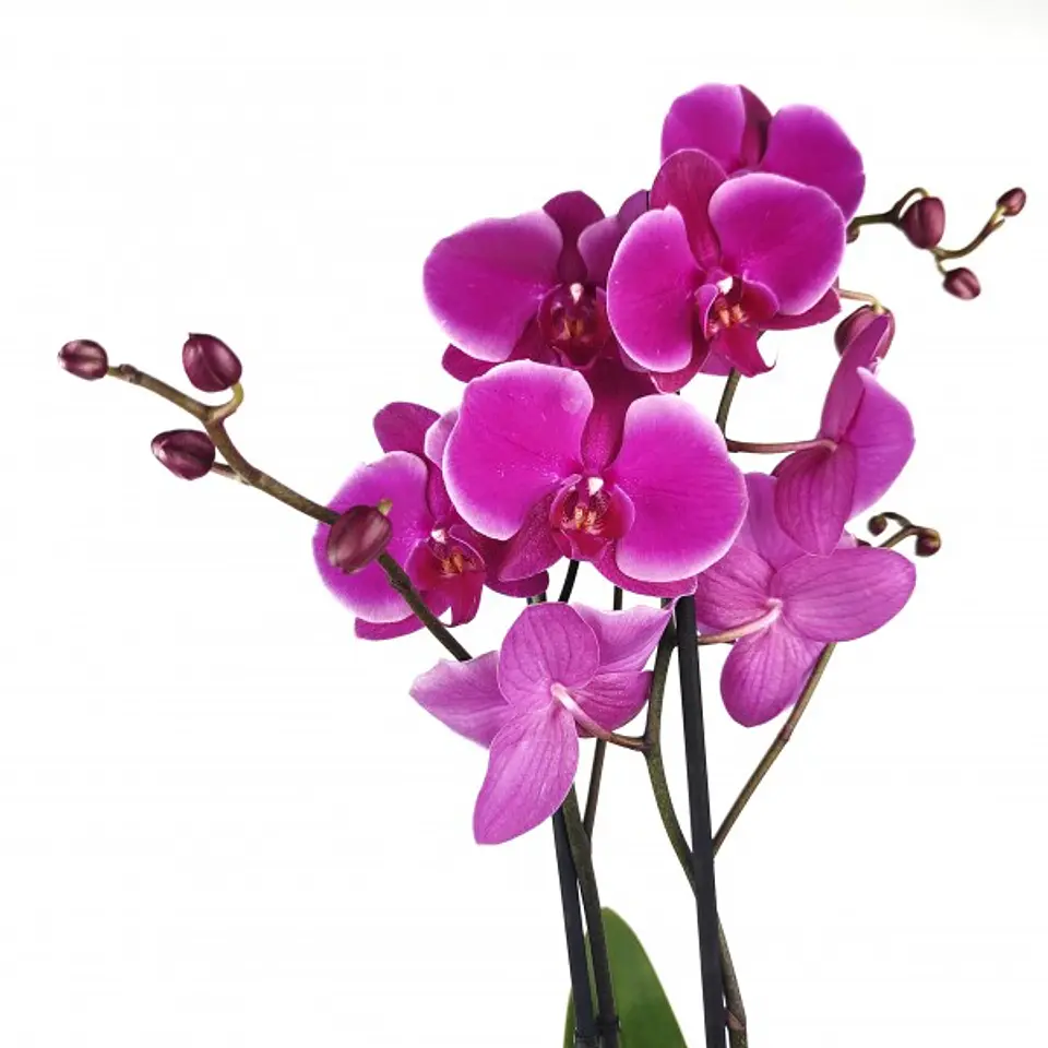 Orquídea Phalaenopsis Fúcsia — 2 Hastes 2