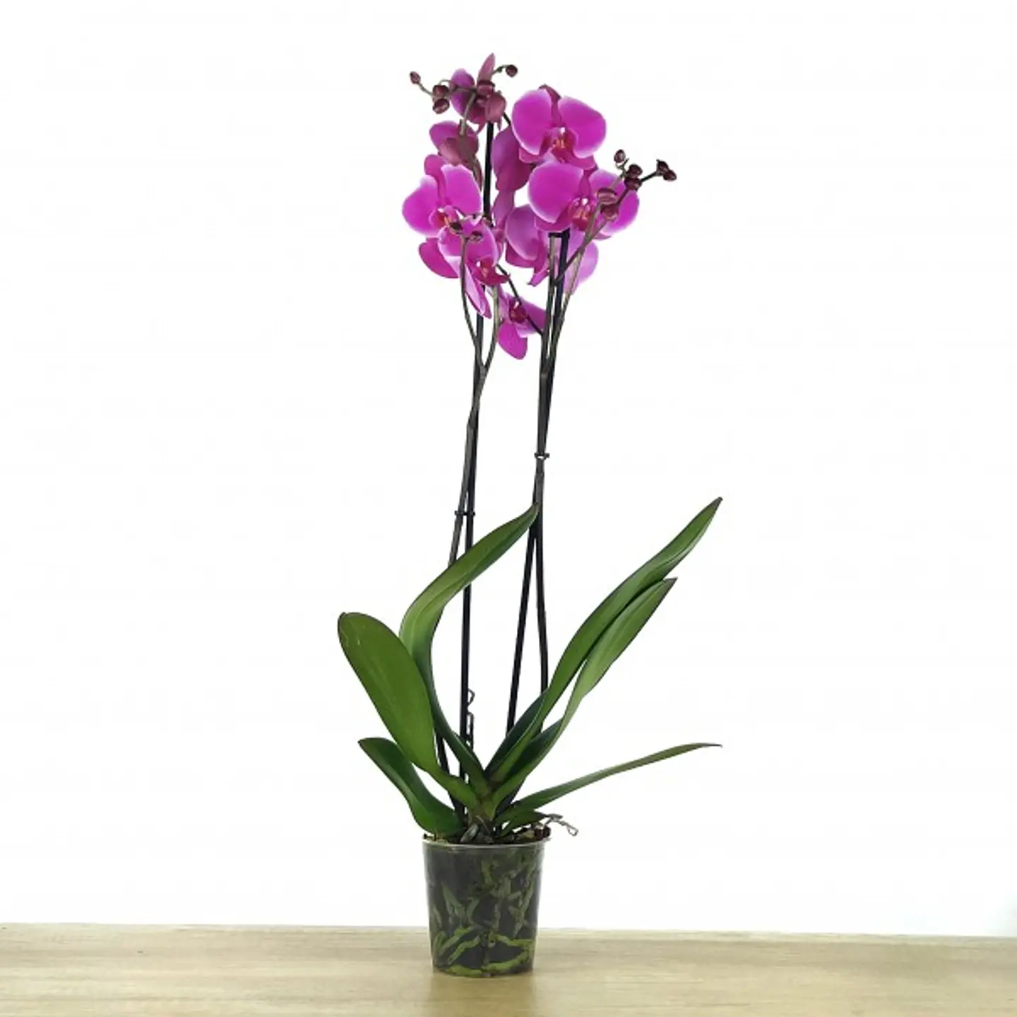 Orquídea Phalaenopsis Fúcsia — 2 Hastes 1