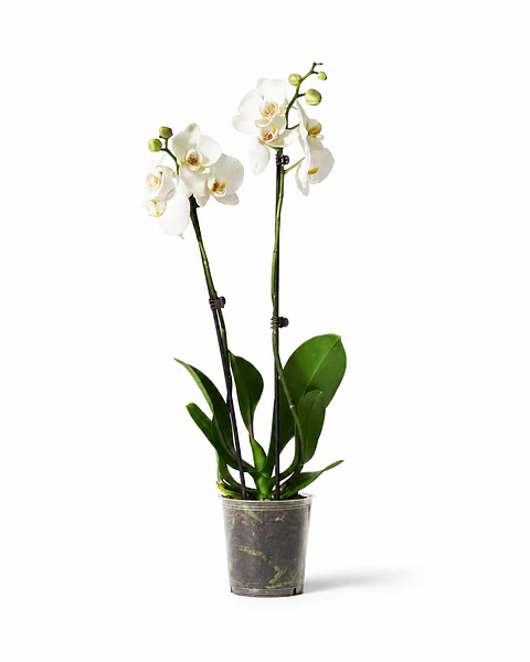 Orquídea Phalaenopsis Branca — 2 Hastes