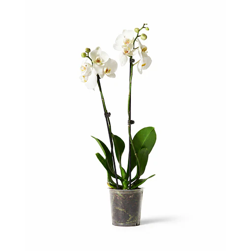 Orquídea Phalaenopsis Branca — 2 Hastes