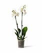 Orquídea Phalaenopsis Branca — 2 Hastes - Thumbnail 1