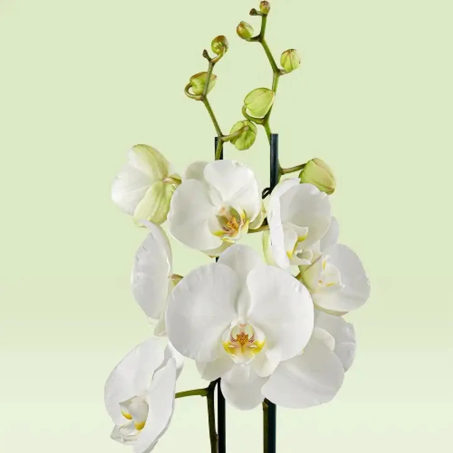 Orquídea Phalaenopsis Branca — 2 Hastes 2
