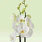 Orquídea Phalaenopsis Branca — 2 Hastes - Thumbnail 2