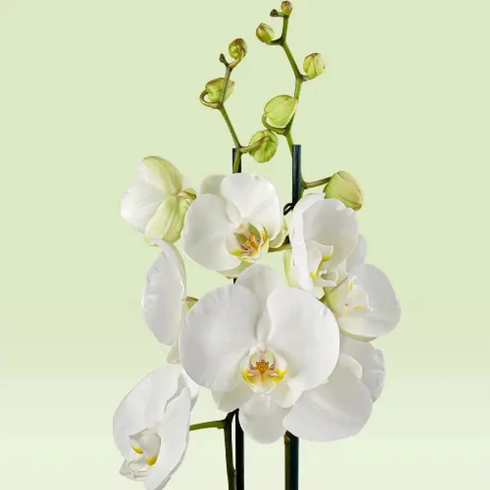 Orquídea Phalaenopsis Branca — 2 Hastes 2