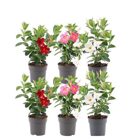 Mandevilla Dipladénia 