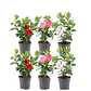 Mandevilla Dipladénia  - Thumbnail 1