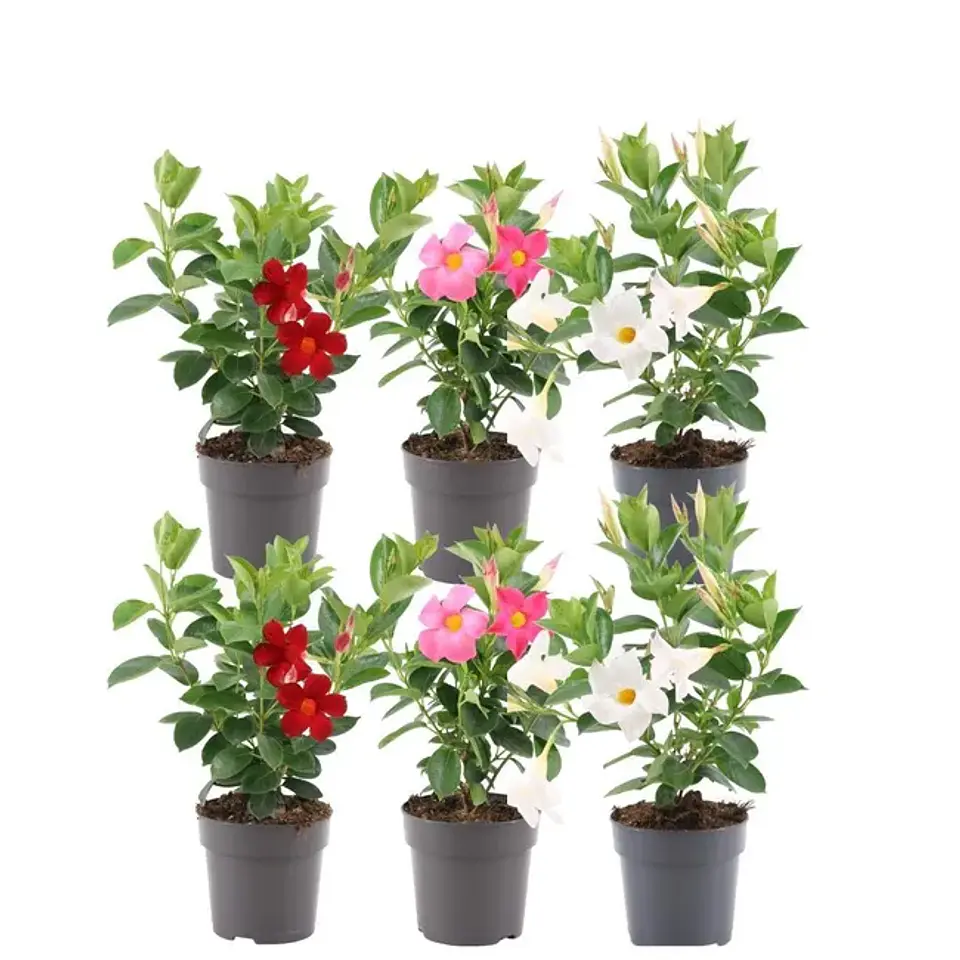 Mandevilla Dipladénia  1