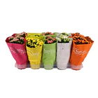 Kalanchoes MIX  1