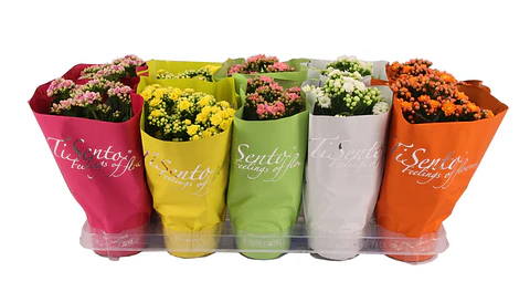 Kalanchoes MIX 