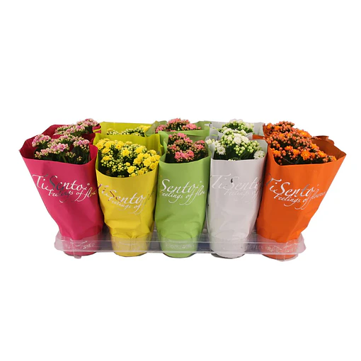 Kalanchoes MIX 