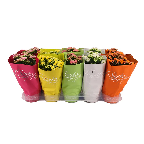 Kalanchoes MIX  1