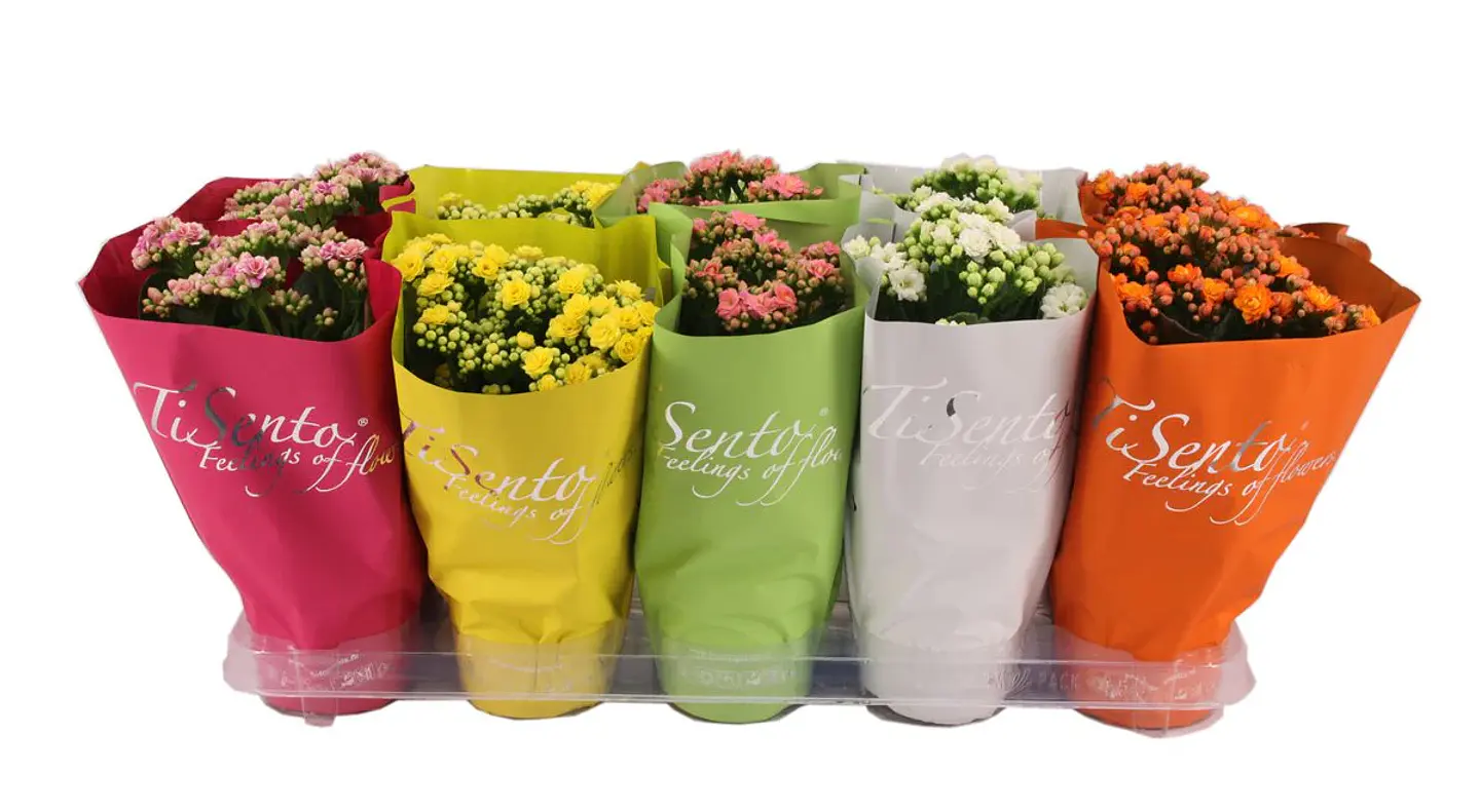 Kalanchoes MIX  1