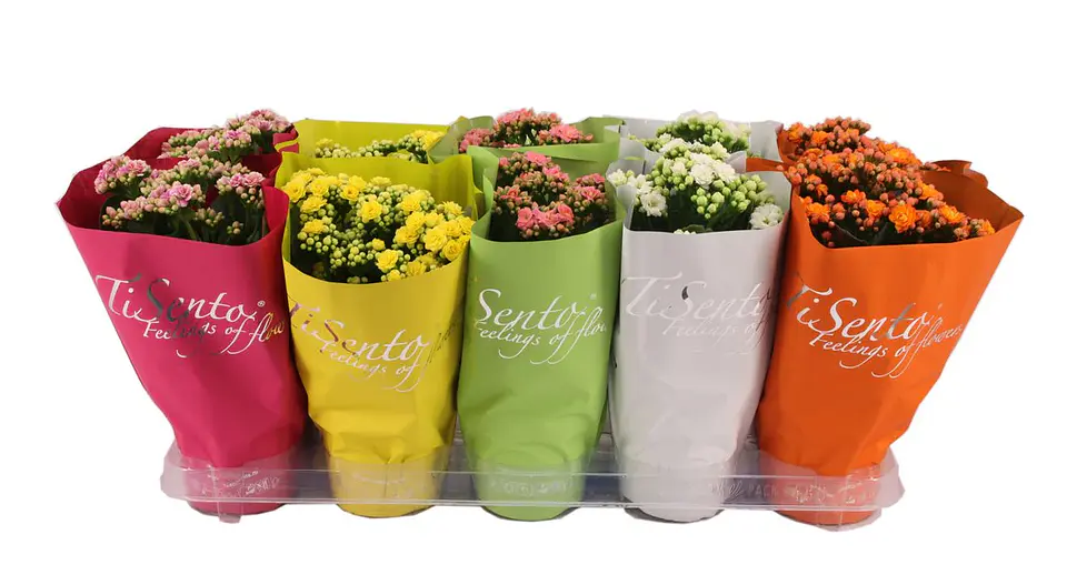Kalanchoes MIX  1