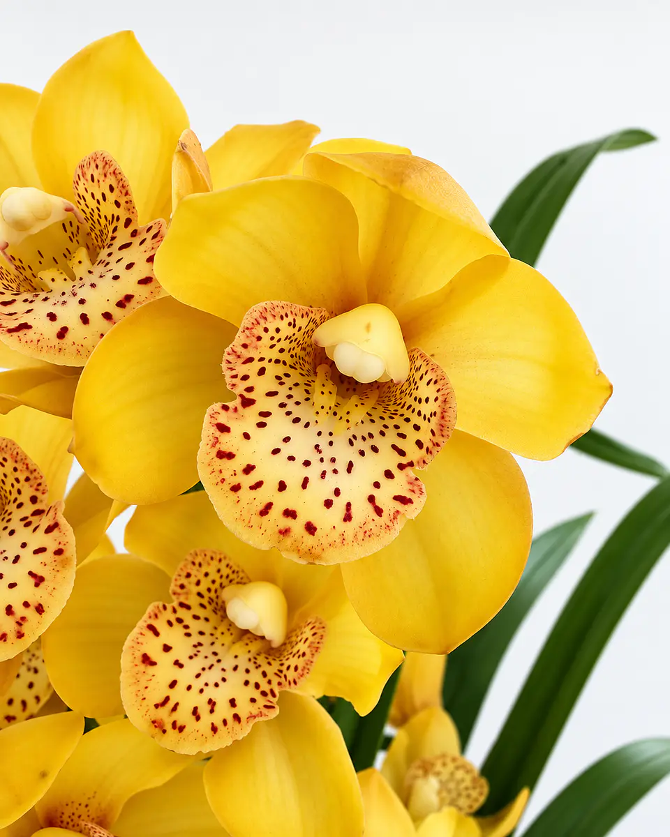 Orquídea Cymbidium Amarela – 2 Hastes 3