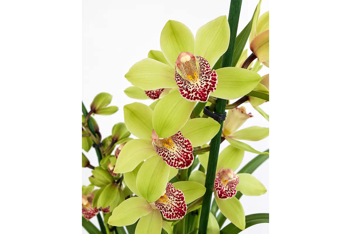 Orquídeas Cymbidium de várias cores