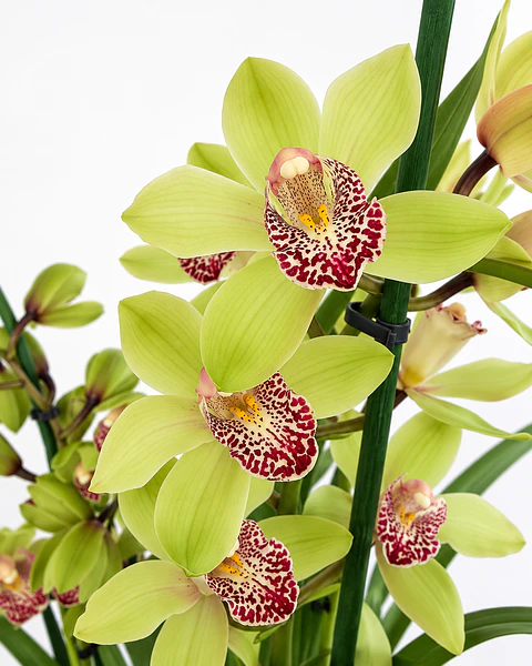 Orquídea Cymbidium Verde – 3 a 4 Hastes