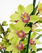 Orquídea Cymbidium Verde – 3 a 4 Hastes - Thumbnail 1