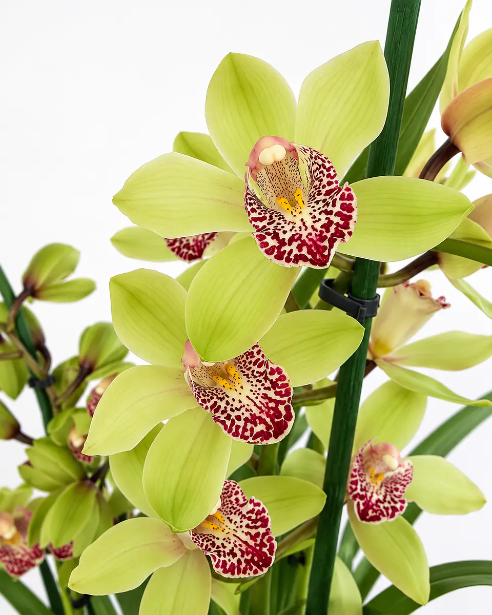 Orquídea Cymbidium Verde – 3 a 4 Hastes 1