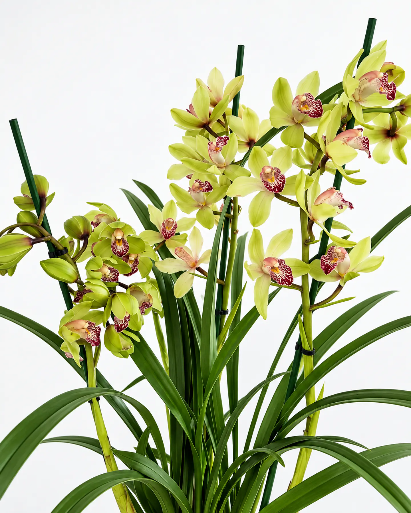 Orquídea Cymbidium Verde – 3 a 4 Hastes 2