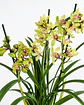 Orquídea Cymbidium Verde – 3 a 4 Hastes - Thumbnail 2