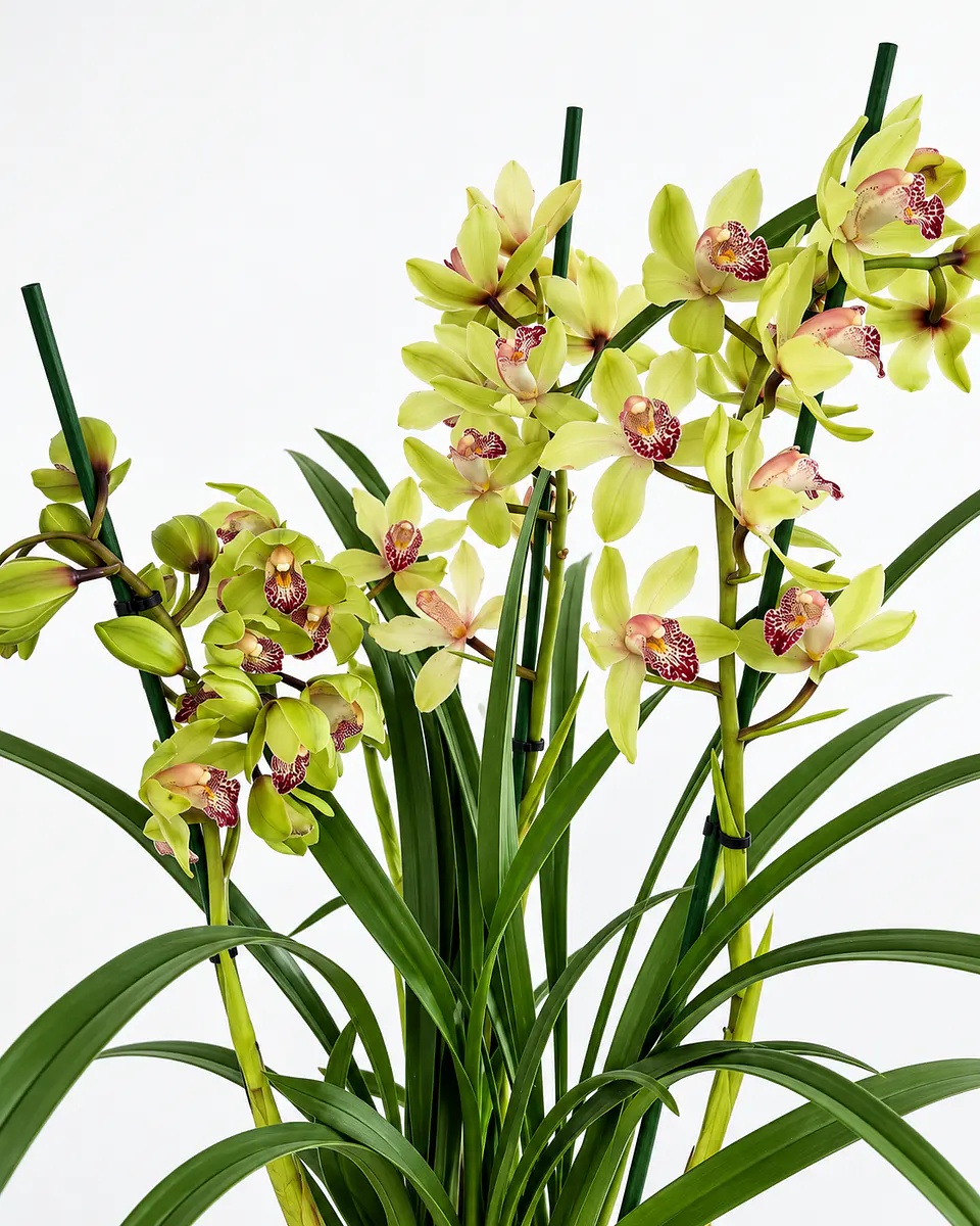 Orquídea Cymbidium Verde – 3 a 4 Hastes 2