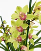 Orquídea Cymbidium Verde – 3 a 4 Hastes - Thumbnail 3