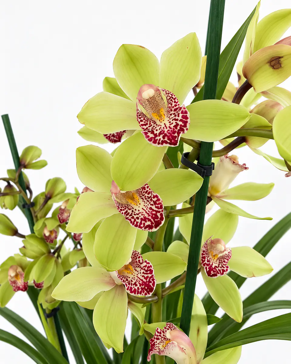 Orquídea Cymbidium Verde – 3 a 4 Hastes 3