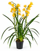 Orquídea Cymbidium Amarela – 1 a 2 Hastes - Thumbnail 4