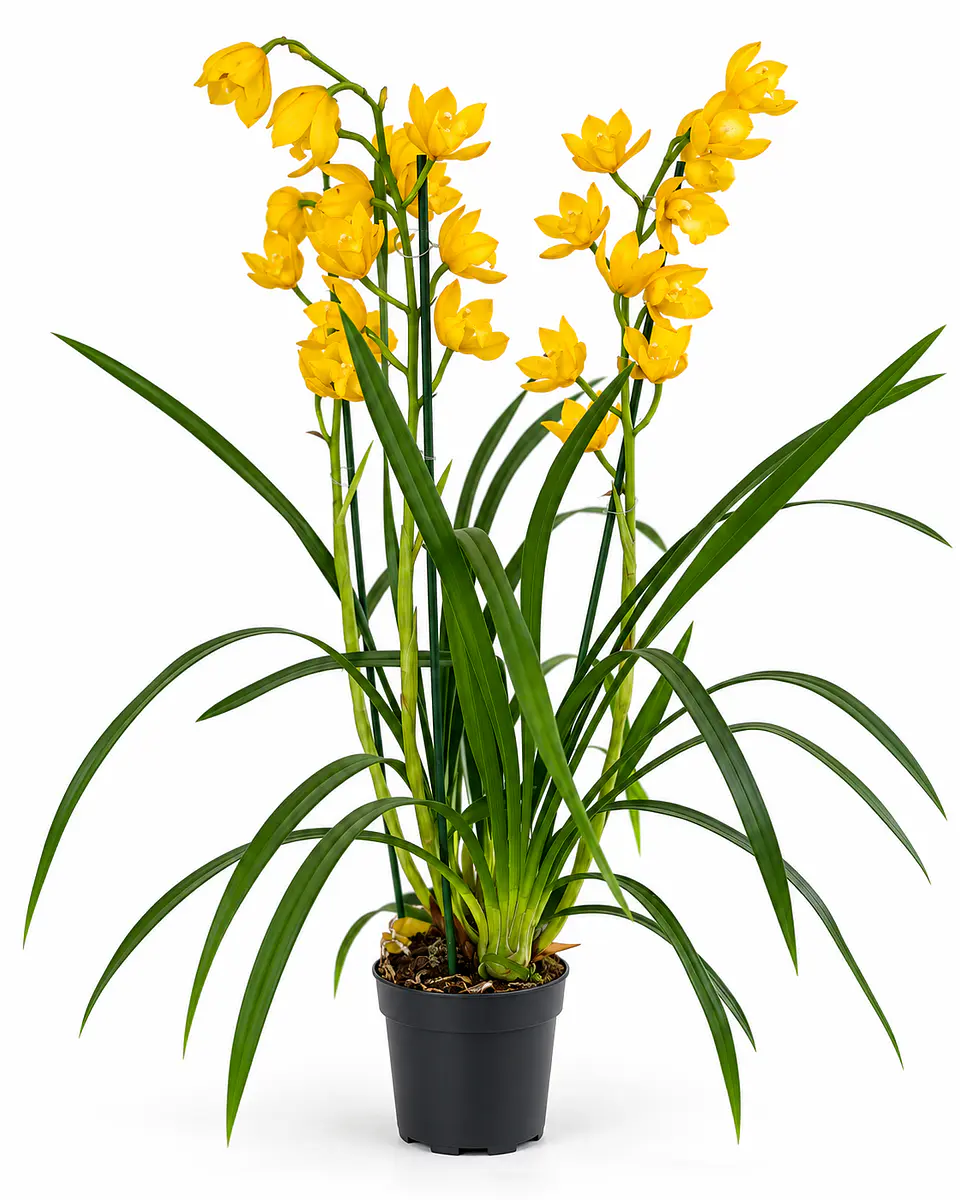 Orquídea Cymbidium Amarela – 1 a 2 Hastes 4