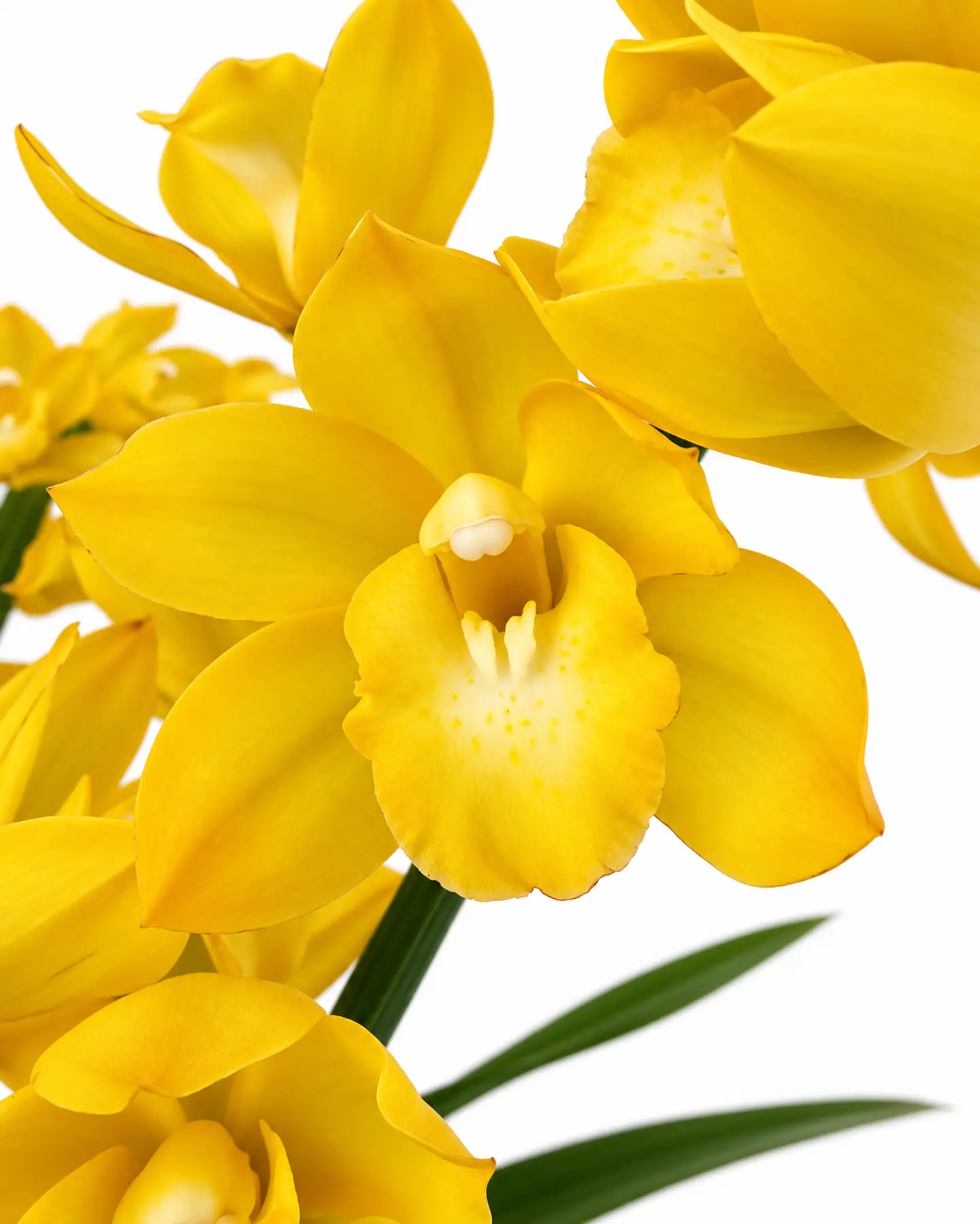 Orquídea Cymbidium Amarela – 1 a 2 Hastes 1