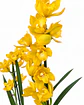 Orquídea Cymbidium Amarela – 1 a 2 Hastes - Thumbnail 3