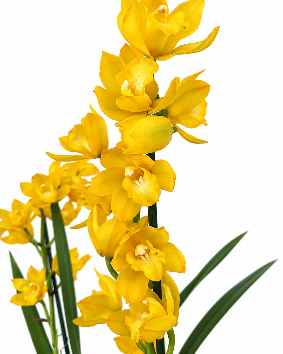 Orquídea Cymbidium Amarela – 1 a 2 Hastes 3
