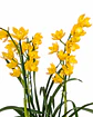 Orquídea Cymbidium Amarela – 1 a 2 Hastes - Thumbnail 2