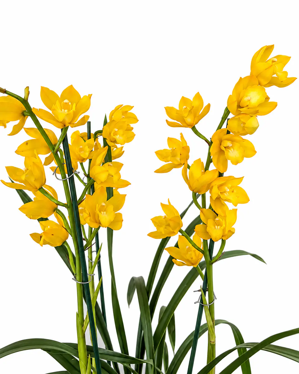 Orquídea Cymbidium Amarela – 1 a 2 Hastes 2
