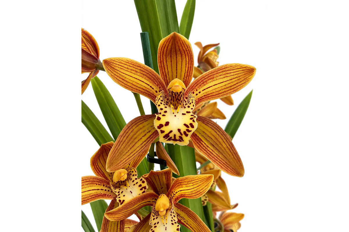 Orquídea Cymbidium em flor